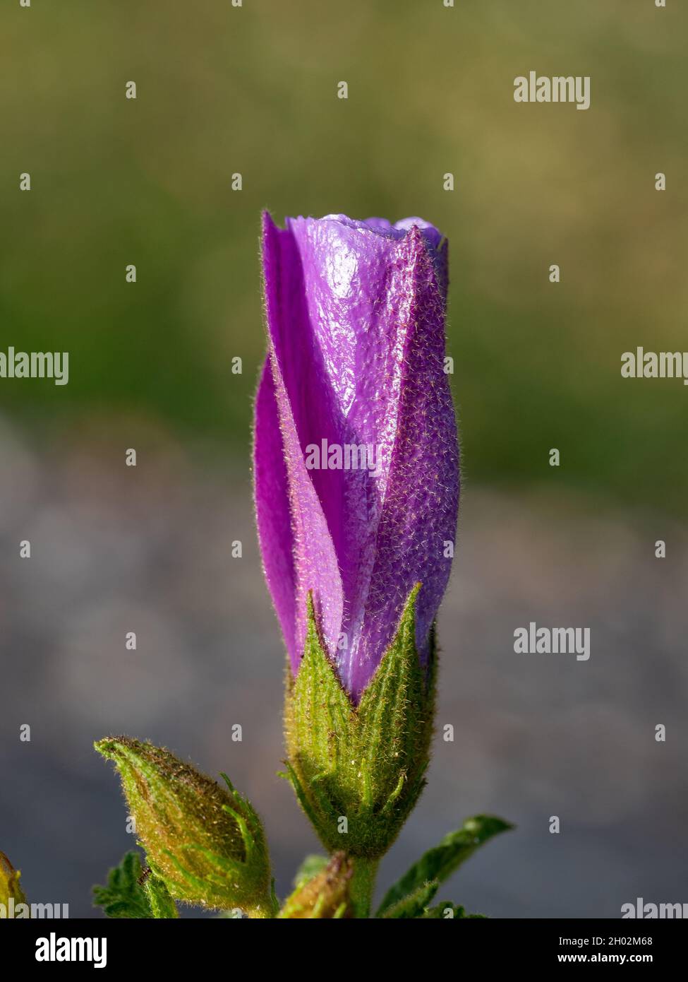 Glorious bud of purple mauve flower, Alyogyne huegelli or Lilac Hibiscus about to bloom in a subtropical Australian garden Stock Photo