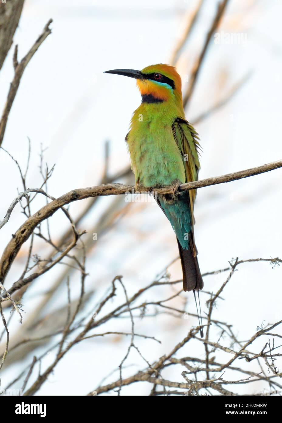 Rainbow Bee-eater (Merops ornatus) - a brightly coloured native bird ...