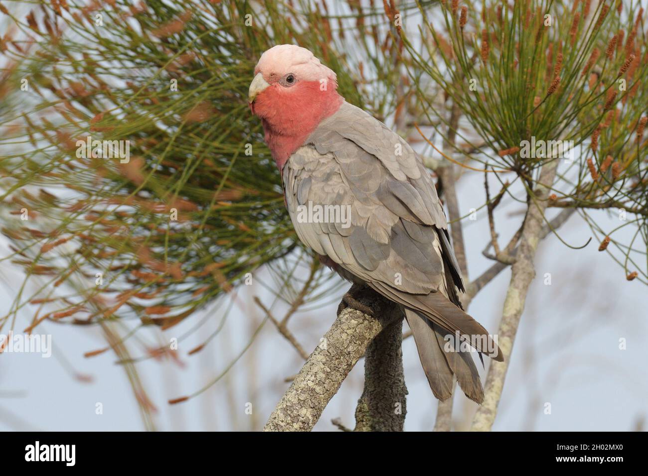 Portrait of a male Galah (Eolophus roseicapilla), or rose-breasted cockatoo in a Casuarina tree in the wild in NSW, Australia Stock Photo