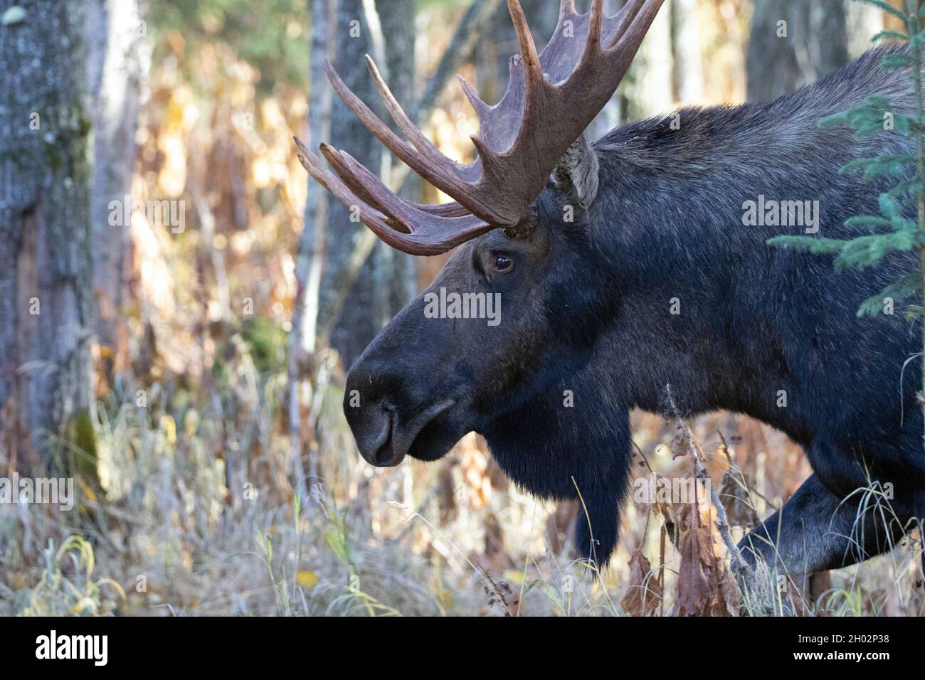 A bull moose roams Southcentral Alaska's boreal forest in search of cows during the fall breeding season. Stock Photo