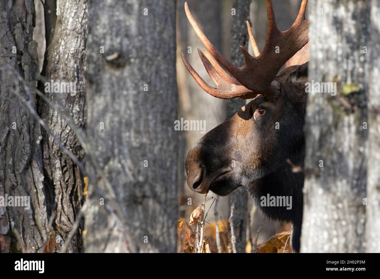 A bull moose roams Southcentral Alaska's boreal forest in search of cows during the fall breeding season. Stock Photo