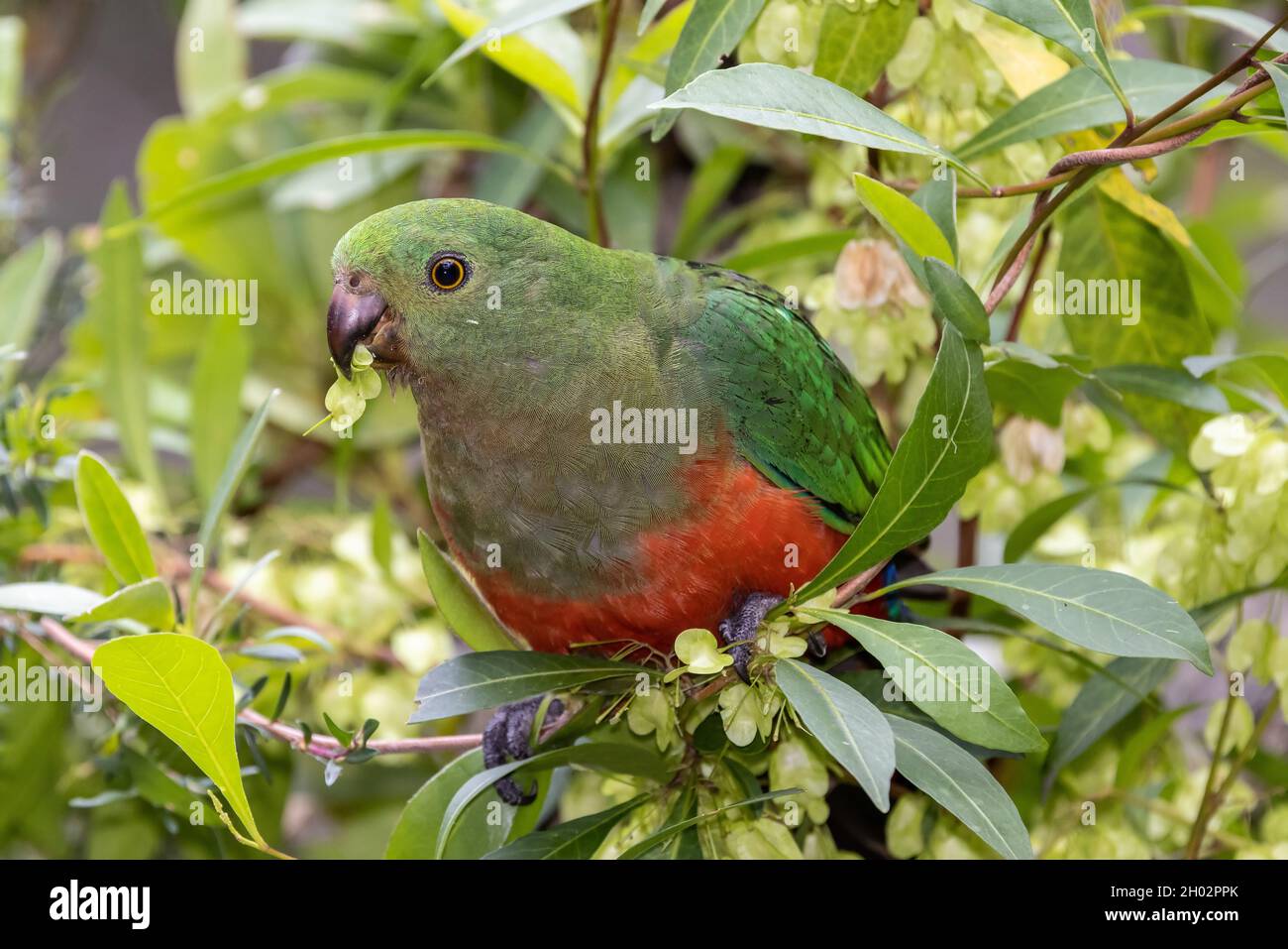 Female Australian King Parrot feeding on Hop Bush seeds Stock Photo