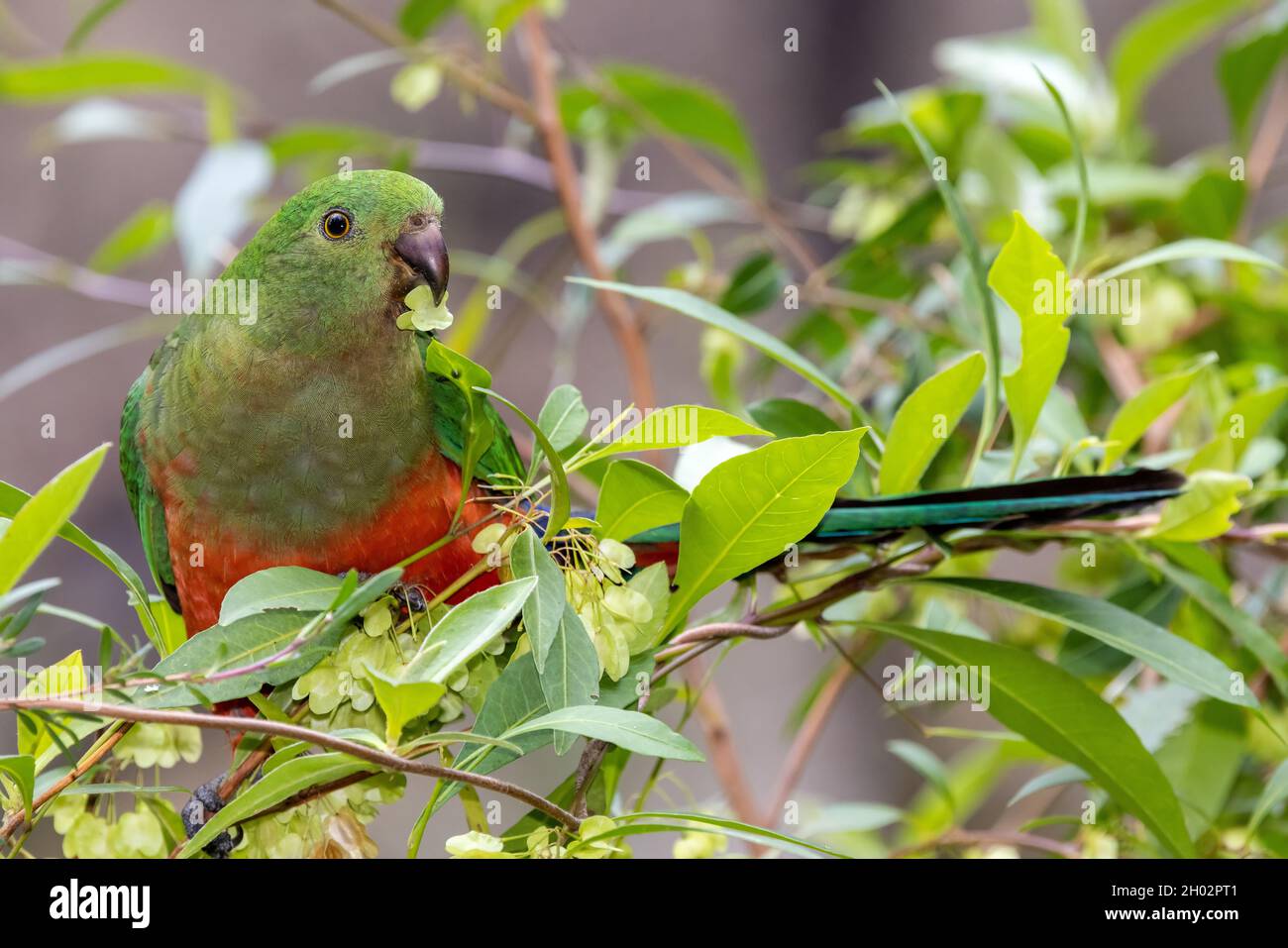 Female Australian King Parrot feeding on Hop Bush seeds Stock Photo