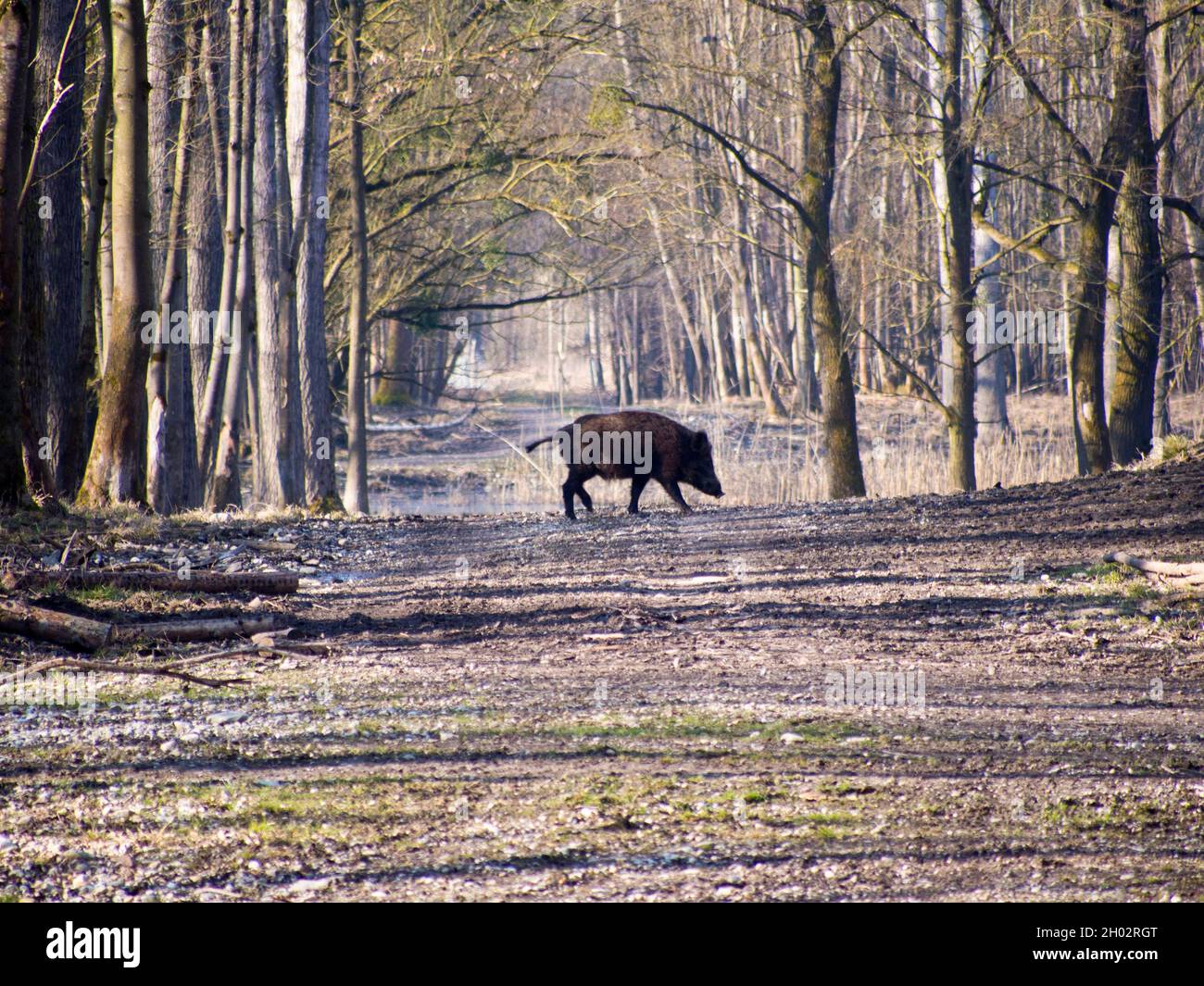 Scorfa Sus scorfa hi-res stock photography and images - Alamy