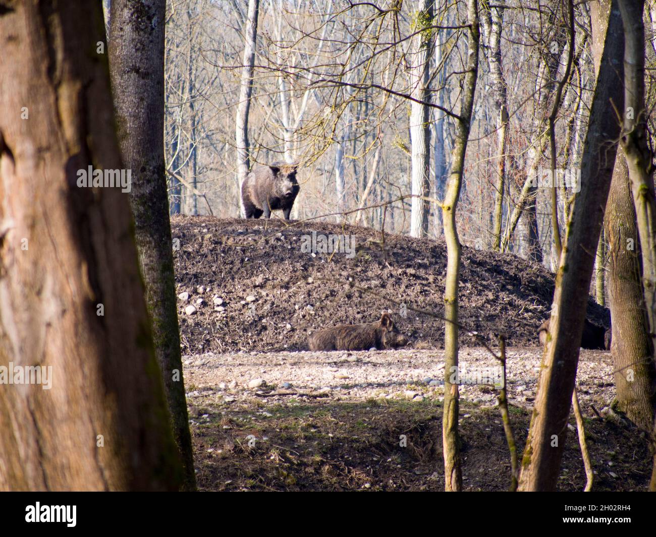 Scorfa Sus scorfa hi-res stock photography and images - Alamy