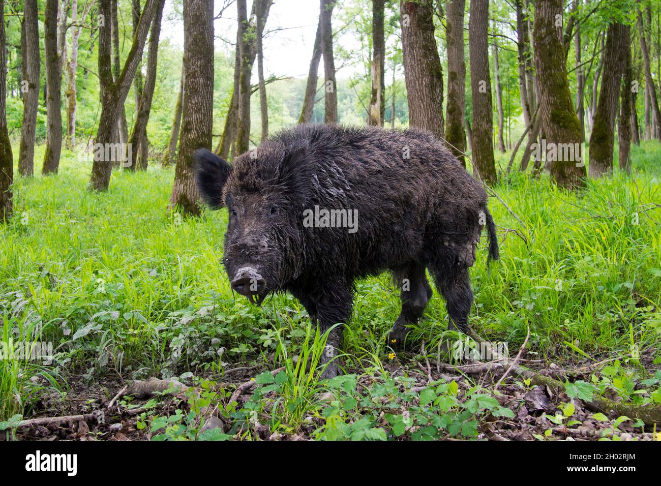 Scorfa Male wild boar sus scrofa hi-res stock photography and images - Alamy