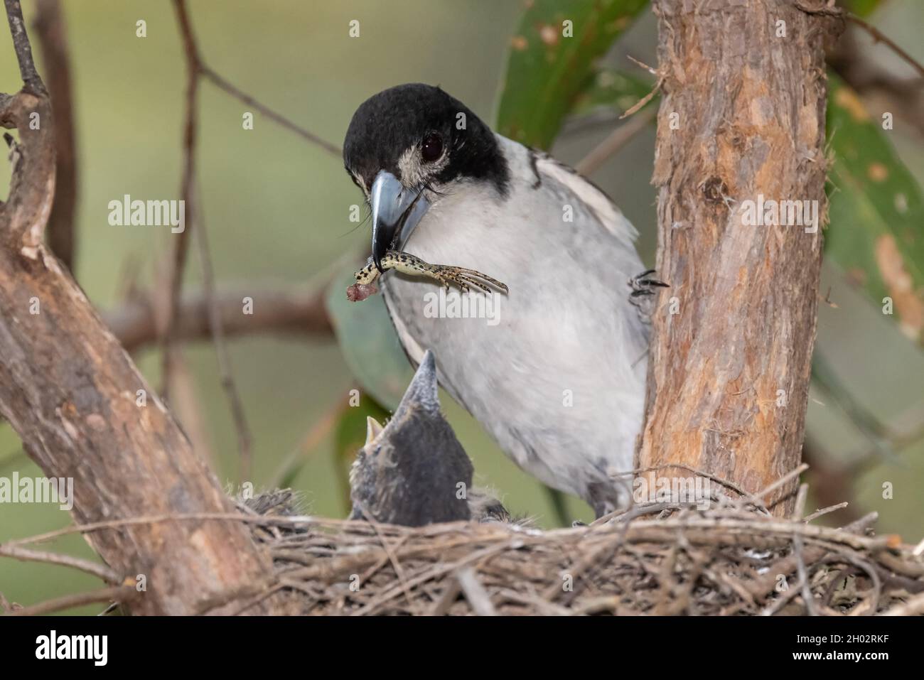 Grey Butcherbird feeding chick with the leg of an Eastern Water Skink Stock Photo