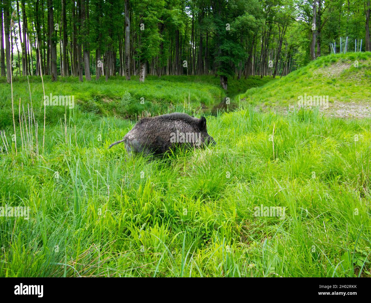 Scorfa Sus scorfa hi-res stock photography and images - Alamy