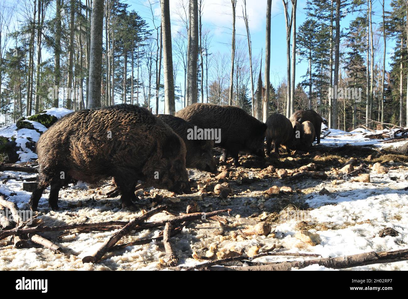 Scorfa Sus scorfa hi-res stock photography and images - Alamy