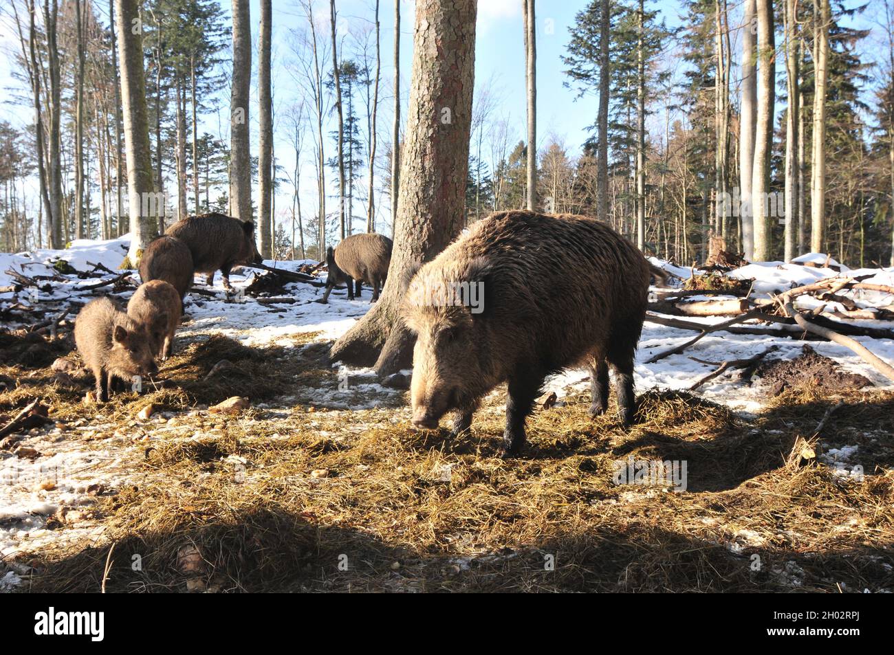 Scorfa wild boar, sus scorfa in a riverside forest in austria Stock Photo - Alamy