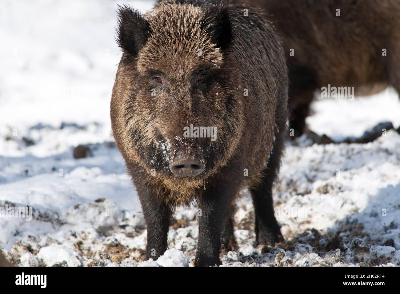 Scorfa wild boar, sus scorfa in a riverside forest in austria Stock Photo - Alamy
