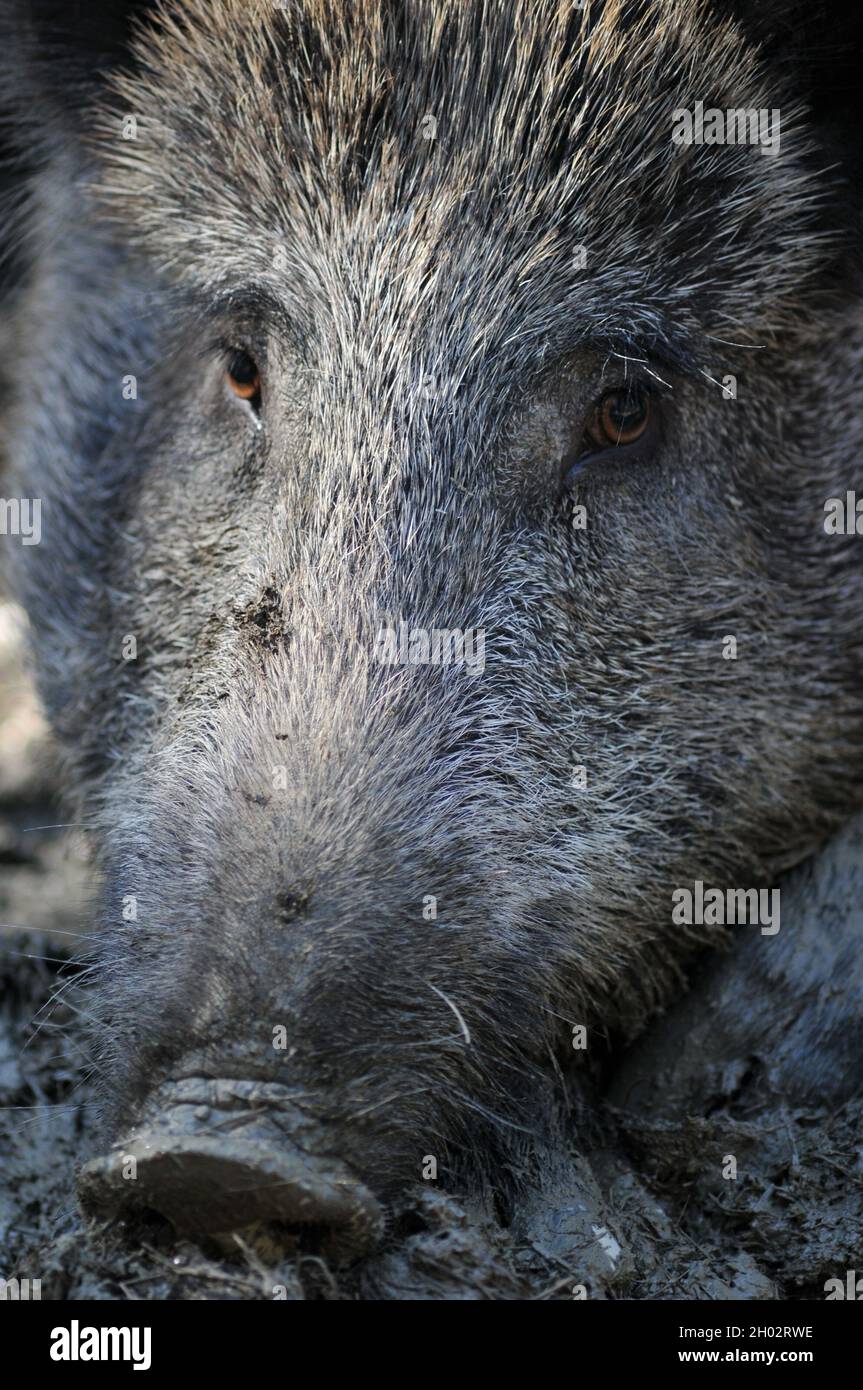 Scorfa wild boar, sus scorfa in a riverside forest in austria Stock Photo - Alamy