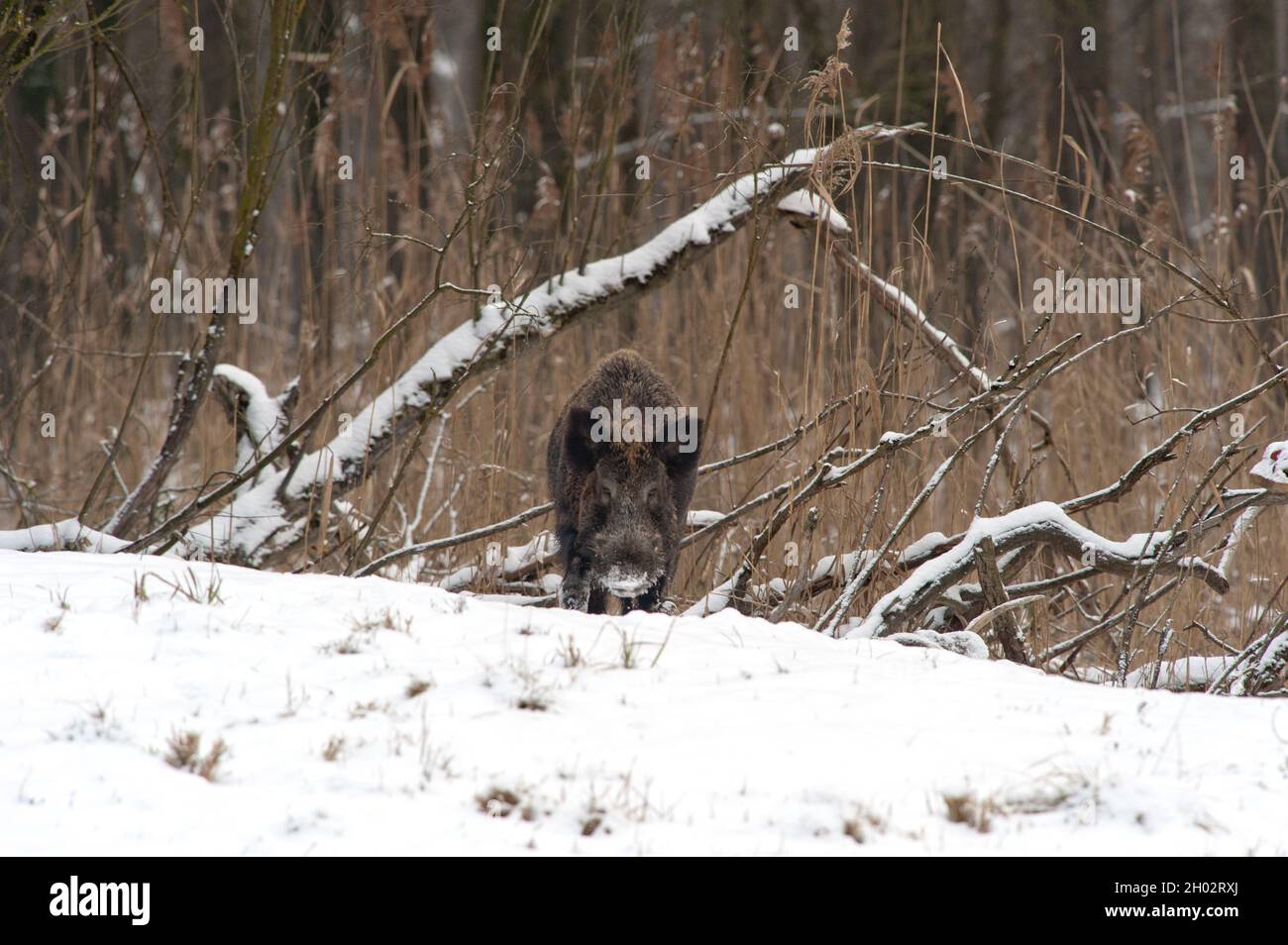 Scorfa Sus scorfa hi-res stock photography and images - Alamy