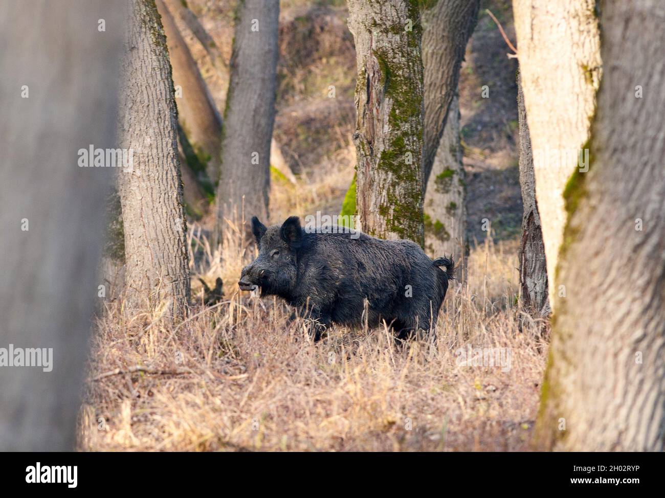 Scorfa wild boar, sus scorfa in a riverside forest in austria Stock Photo - Alamy
