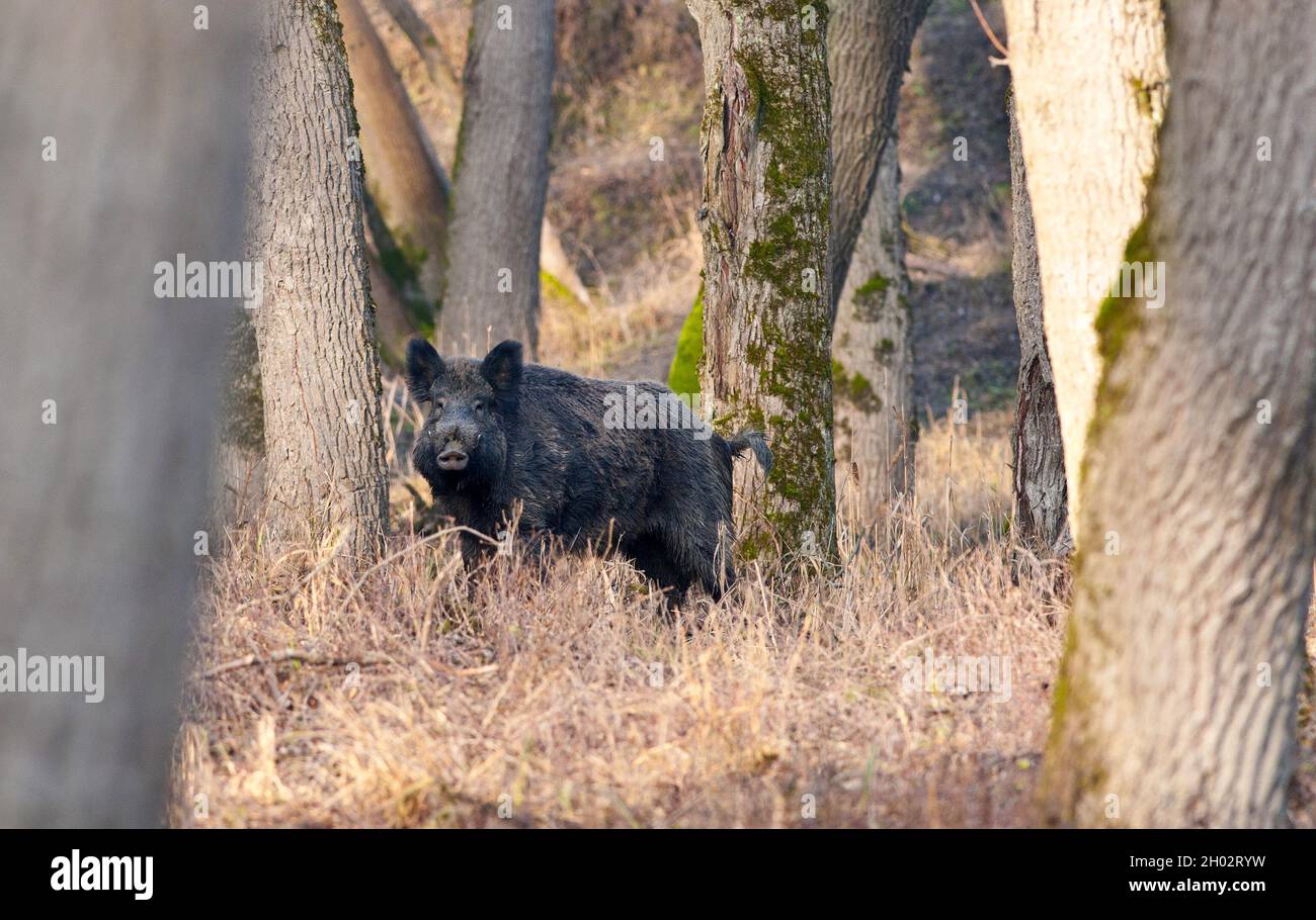 Scorfa wild boar, sus scorfa in a riverside forest in austria Stock Photo - Alamy