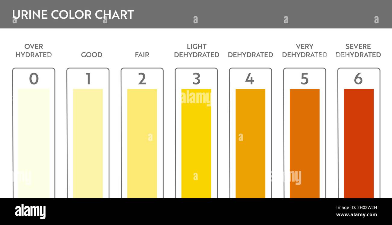 Urine color chart. Pee hydration and dehydration test strip. Vector