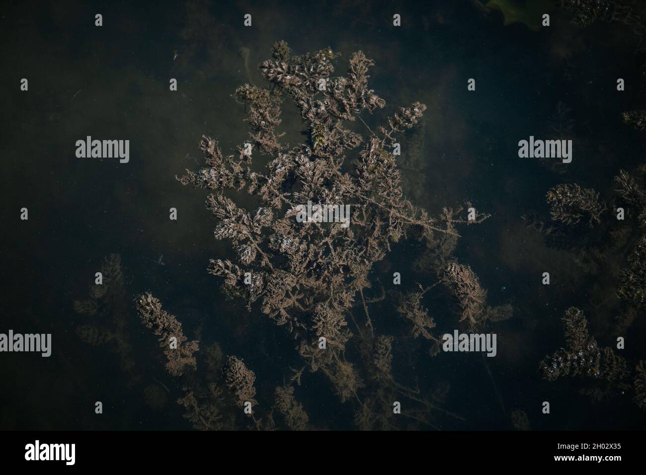 Aquatic plants growing underwater hires stock photography and images