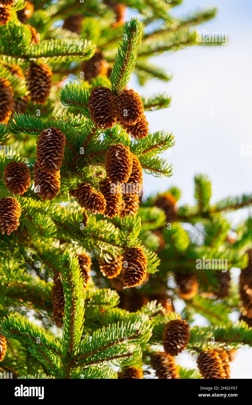 Pine cones on fir tree with prickly needles in winter forest on sunny weather. Stock Photo