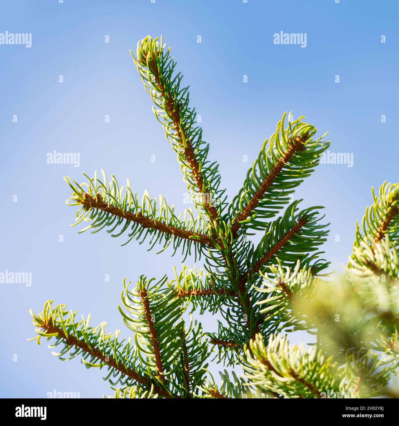 Closeup view of branches of evergreen pine tree with prickly needles