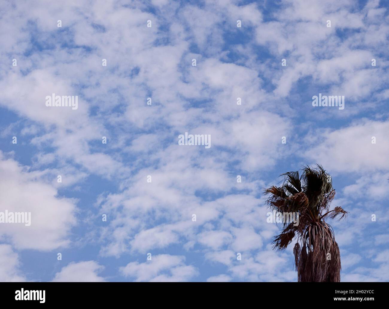 California fan palm silhouetted against a dreamy blue sky with scattered marshmallow cotton ball clouds on a windy day Stock Photo