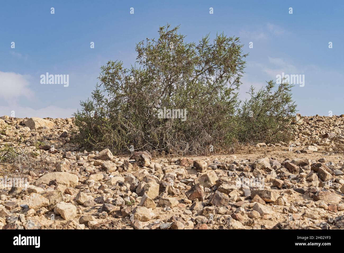 a single mitnan Thymelaea hirsuta bush growing on rocky limestone and flint hillside in the Judean Desert near Arad in Israel Stock Photo