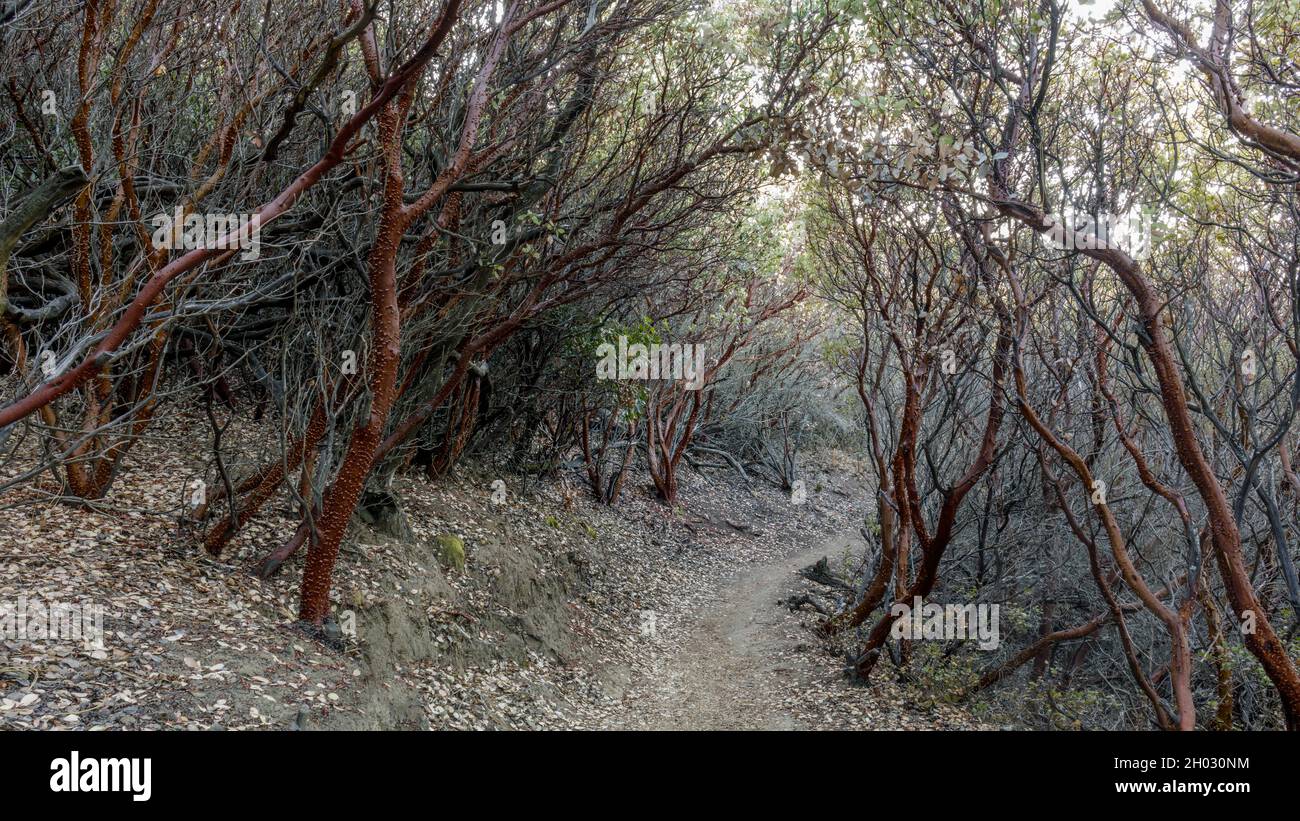 Manzanita Tree Tunnel at Mount Diablo State Park, Contra Costa County, California, USA. Stock Photo