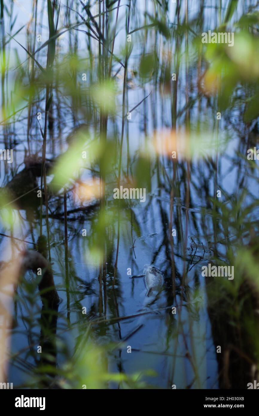 Dead fish in clear blue water amongst rushes close up | Dead fish floating on water surface in the greed tall reeds Stock Photo