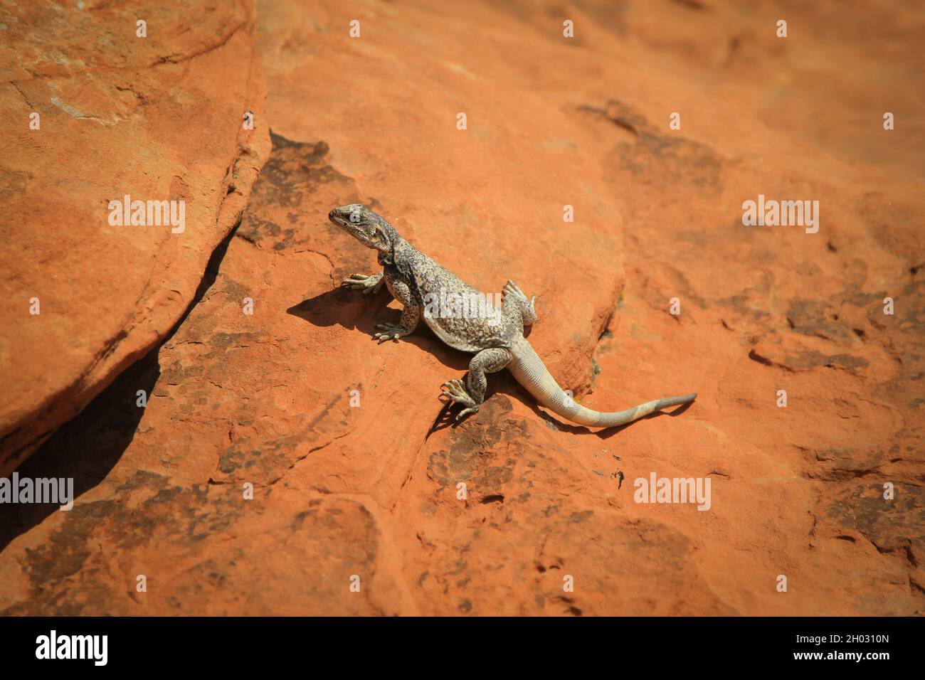 Lizard sitting on the orange rock in a sun | Top down close photo of a lizard basking in the sun, sun bathing Stock Photo