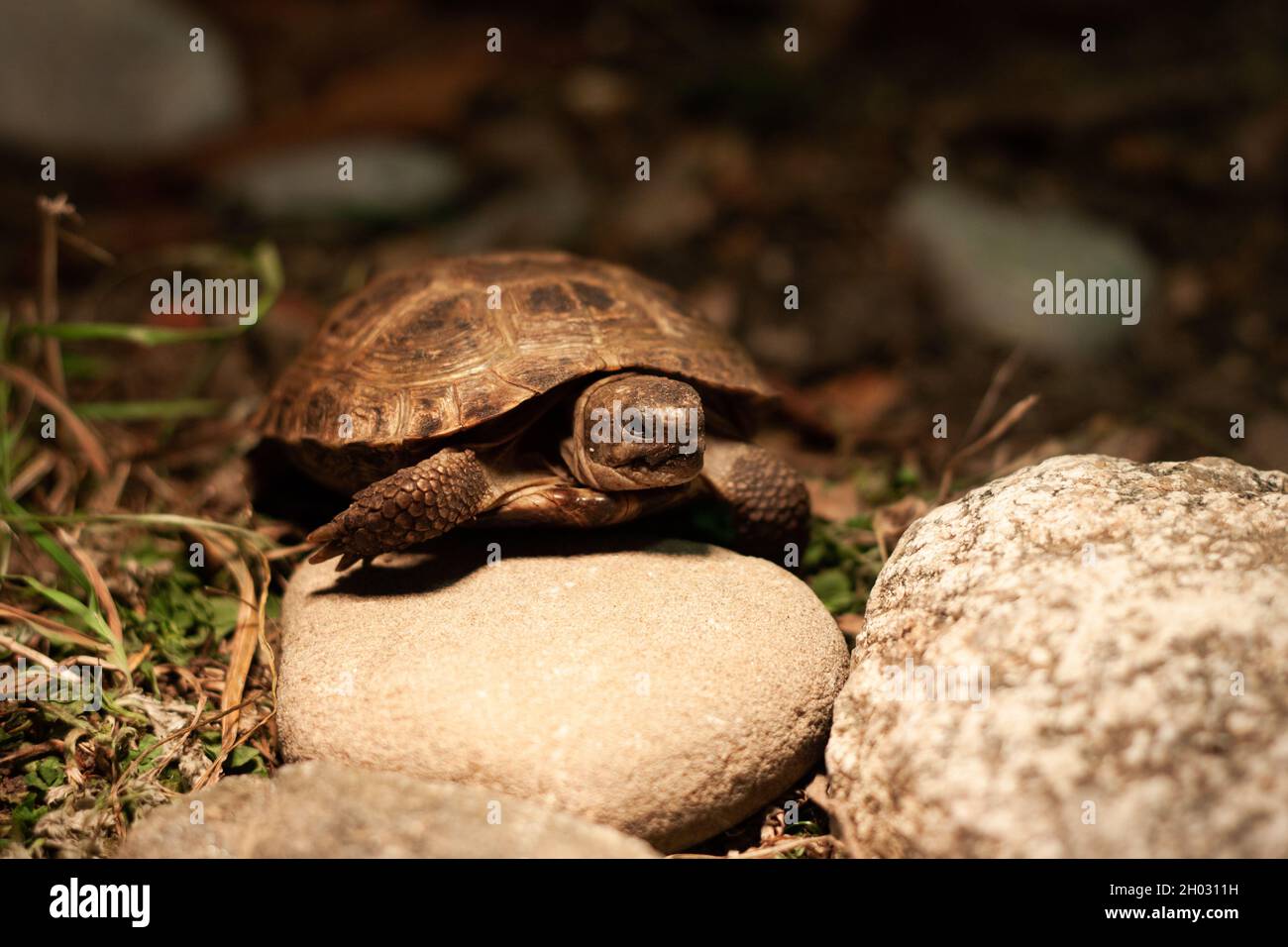 Baby Russian tortoise in a terrarium with rocks and grass | Baby steppe tortoise basking on a rock under the light bulb front view photo Stock Photo
