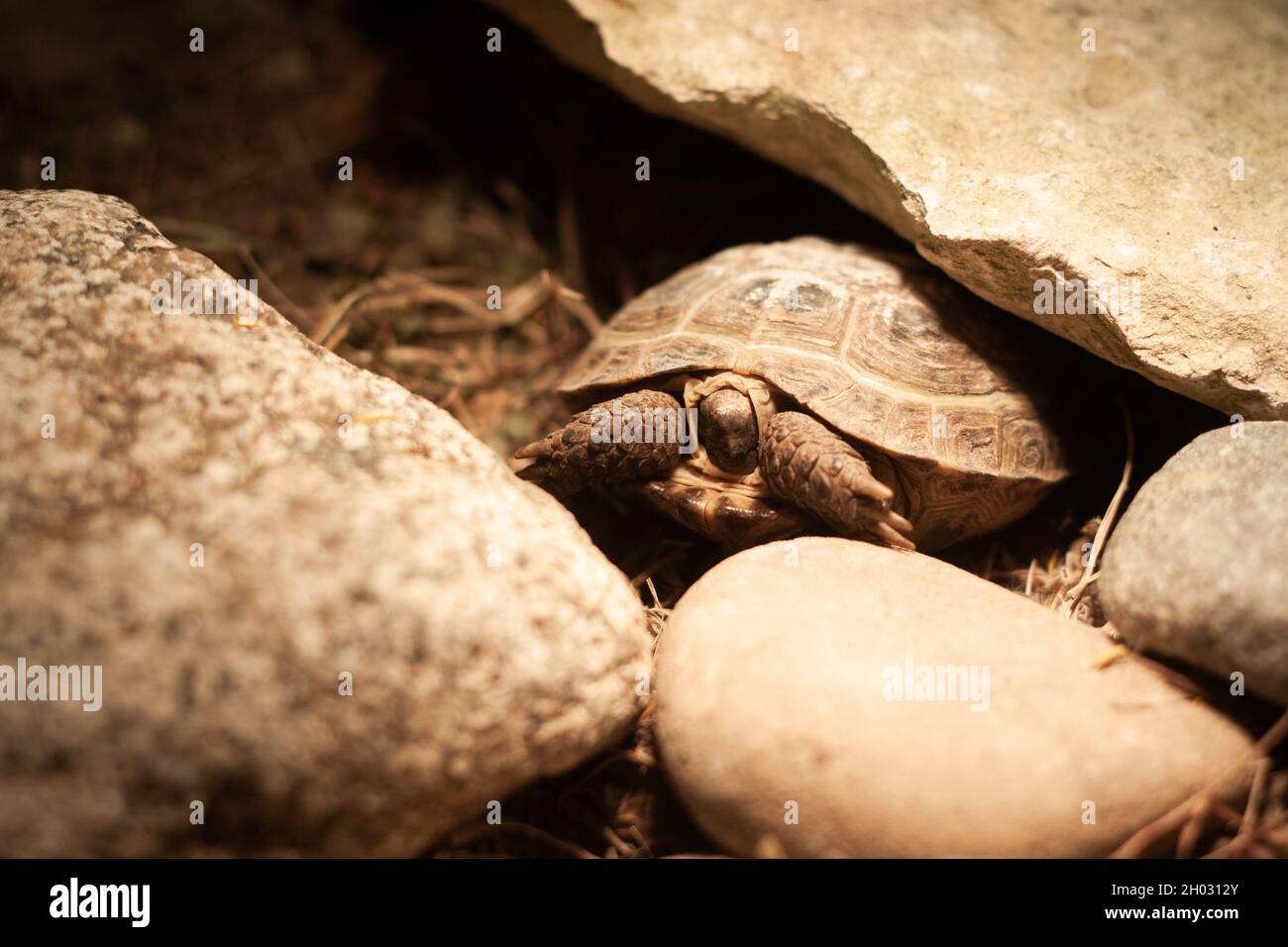 Baby Russian tortoise partially hiding its head and legs in shell | Baby steppe tortoise hiding in carapace, among rocks, Tortoise under light bulb Stock Photo
