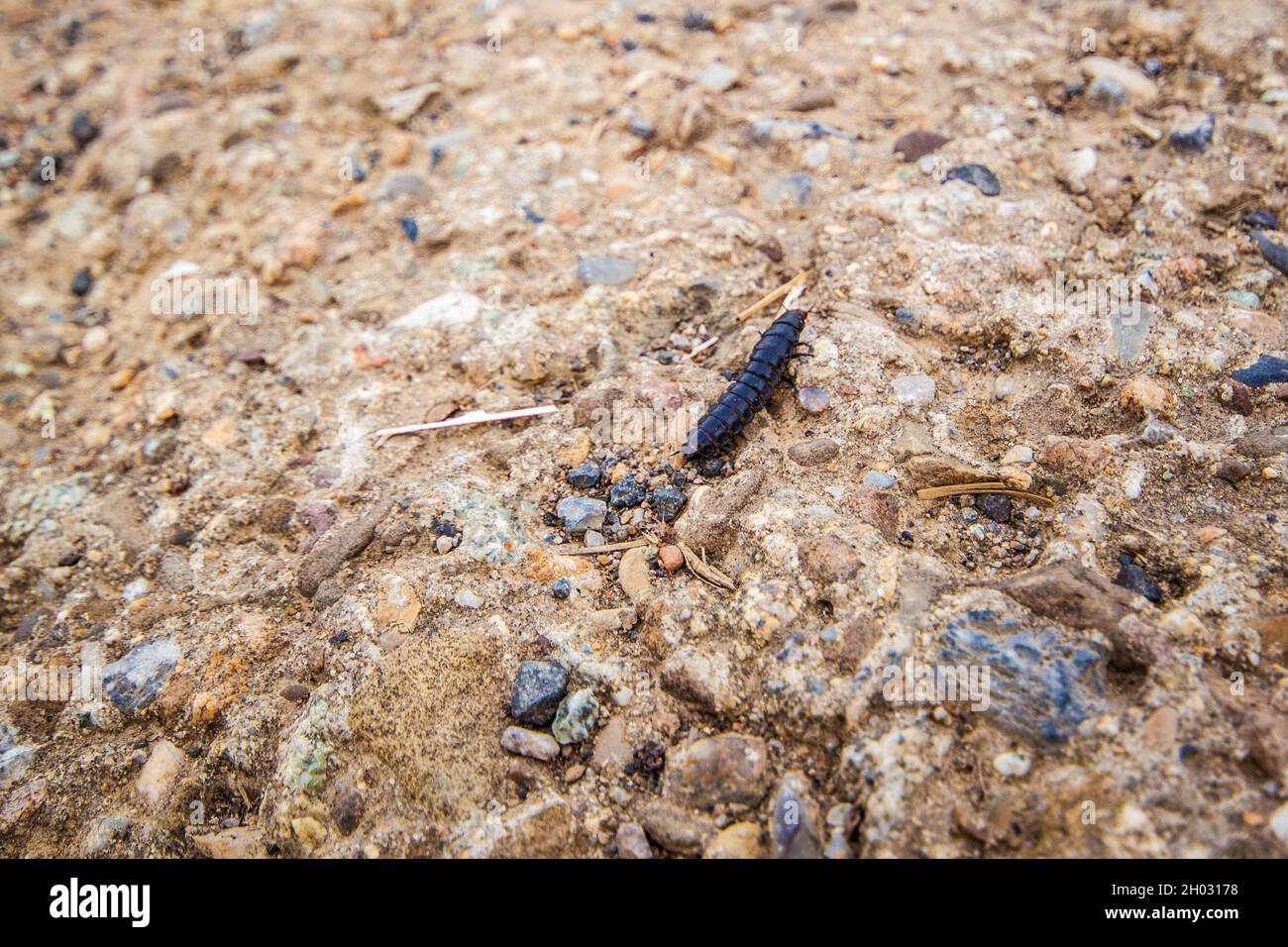 Black Myriapoda Millipede insect crawling on the ground close up | Small black Diplopoda insect walking on the ground with some rocks on sunny day Stock Photo