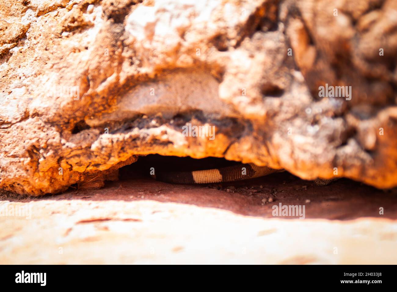 Striped lizard tail under rock close up ground level photo | Black-yellow striped reptile tail under stone on sunny day, bright sun Stock Photo