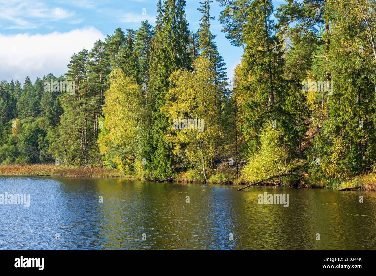 Autumn colors in a forest by a lake Stock Photo - Alamy