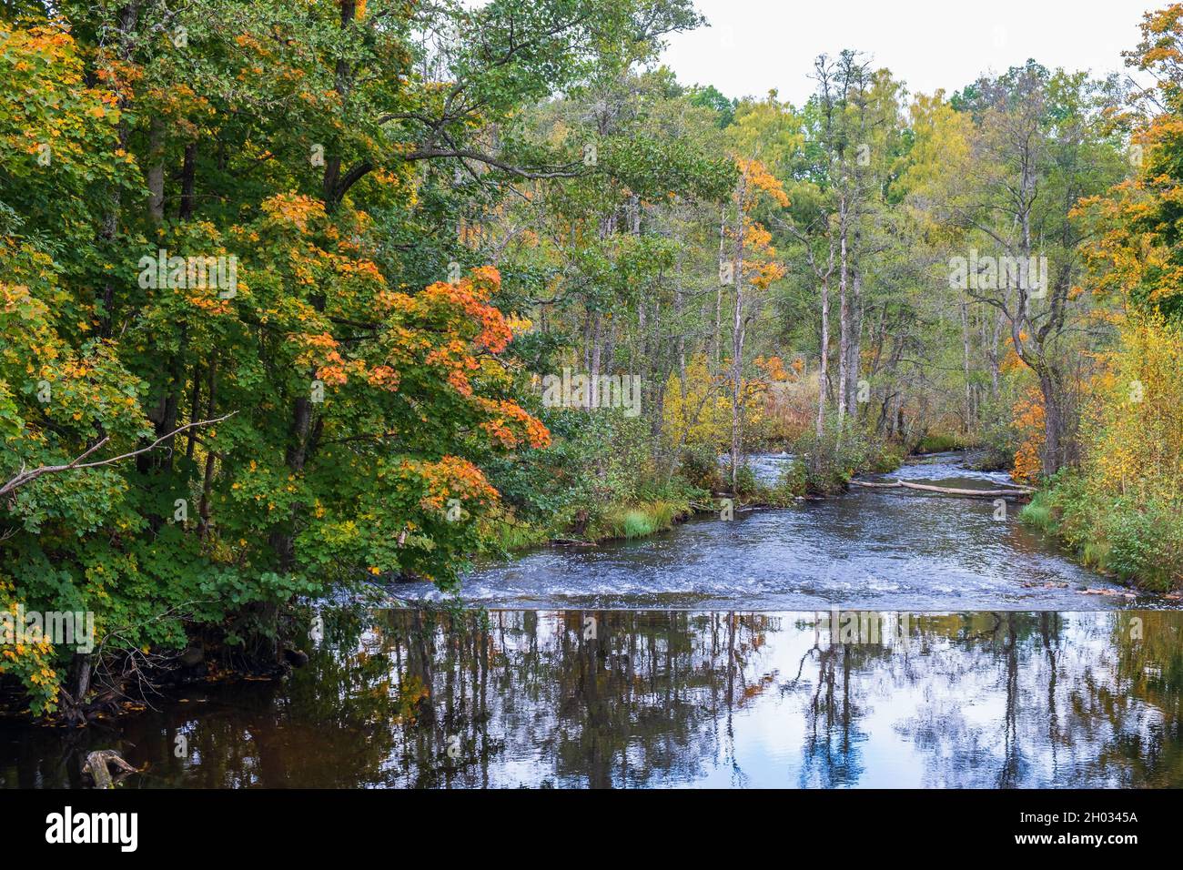 River in the forest with autumn colors Stock Photo - Alamy
