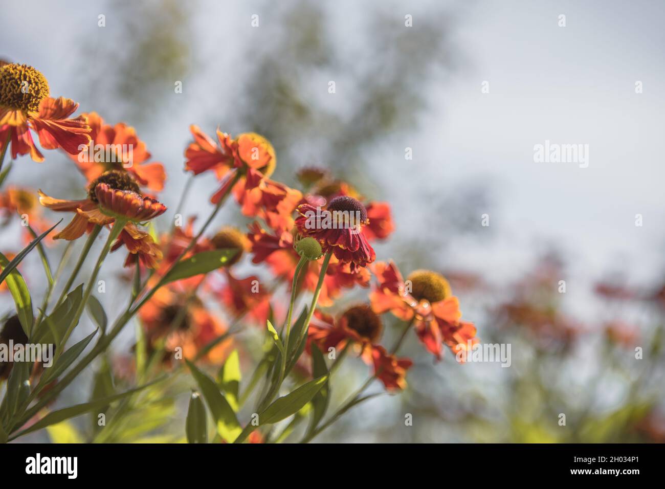 Helenium Konigstiger. Beautiful bright flowers. Perennials. Stock Photo