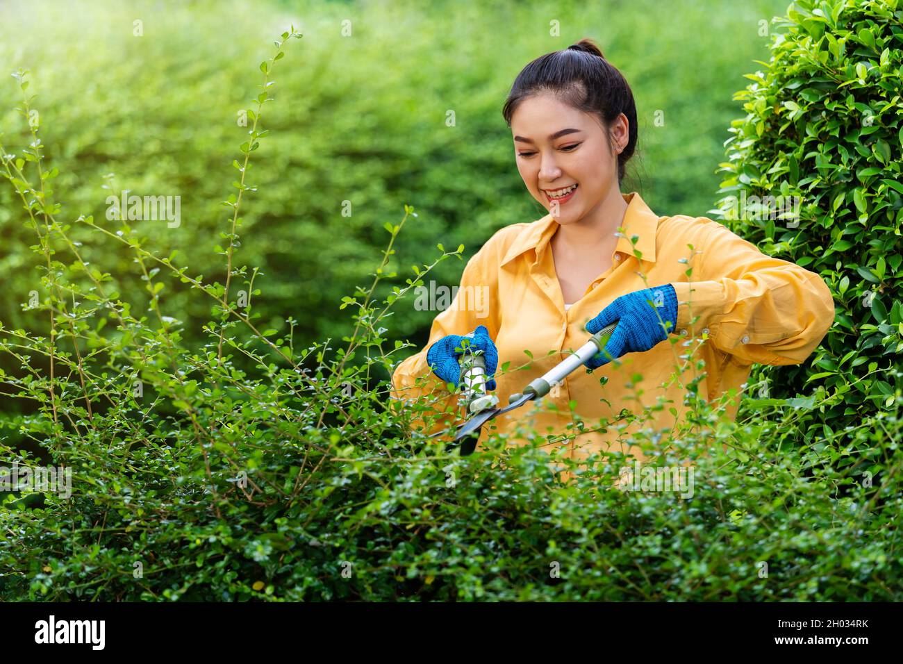 young woman using big scissors cutting and trimming plant in garden at