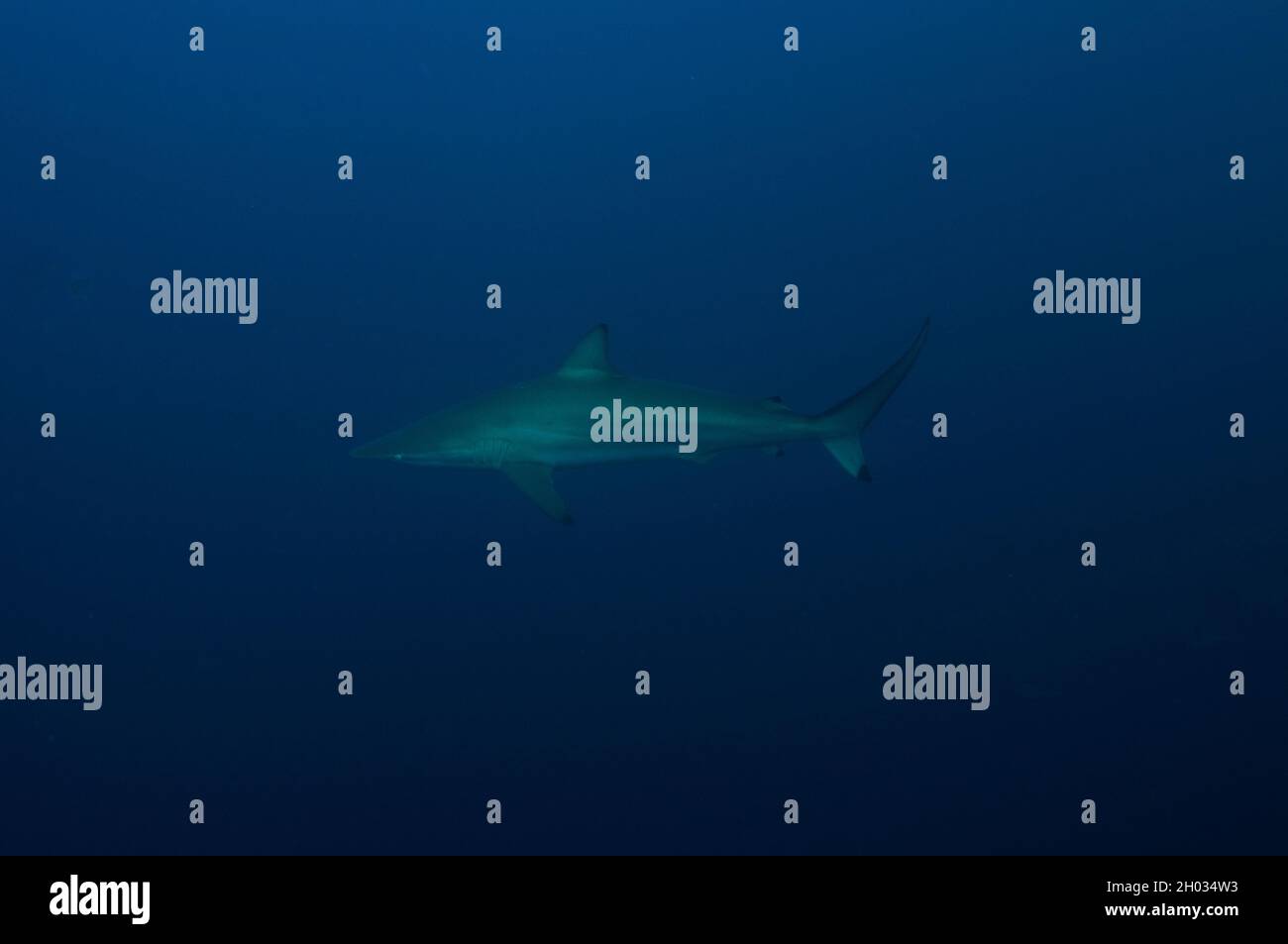 Blacktip Shark, Carcharhinus limbatus, Near Threatened, Port St. Johns, Wild Coast, Eastern Cape, Transkei, South Africa, Africa, Indian Ocean Stock Photo