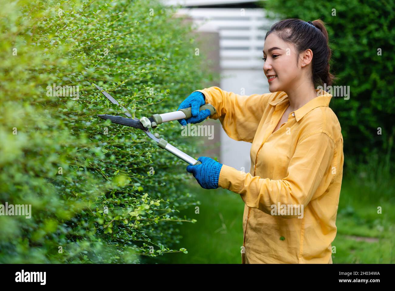 young woman using big scissors cutting and trimming plant in garden at
