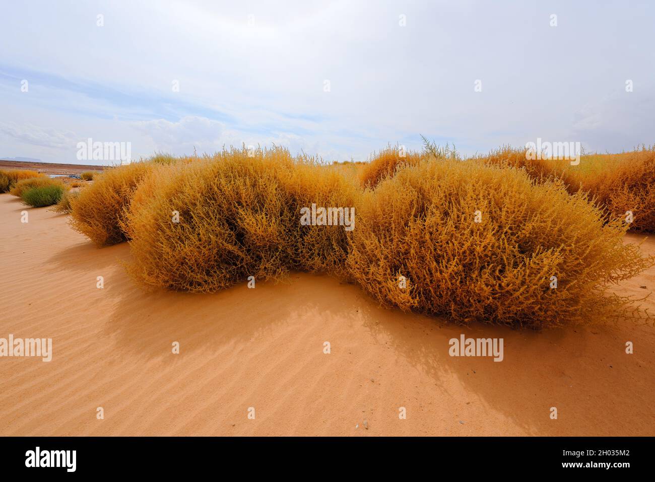 Sand beach and Saltwort plants on the beach, beautiful Fall season. Cloudy sky background, copy space Stock Photo