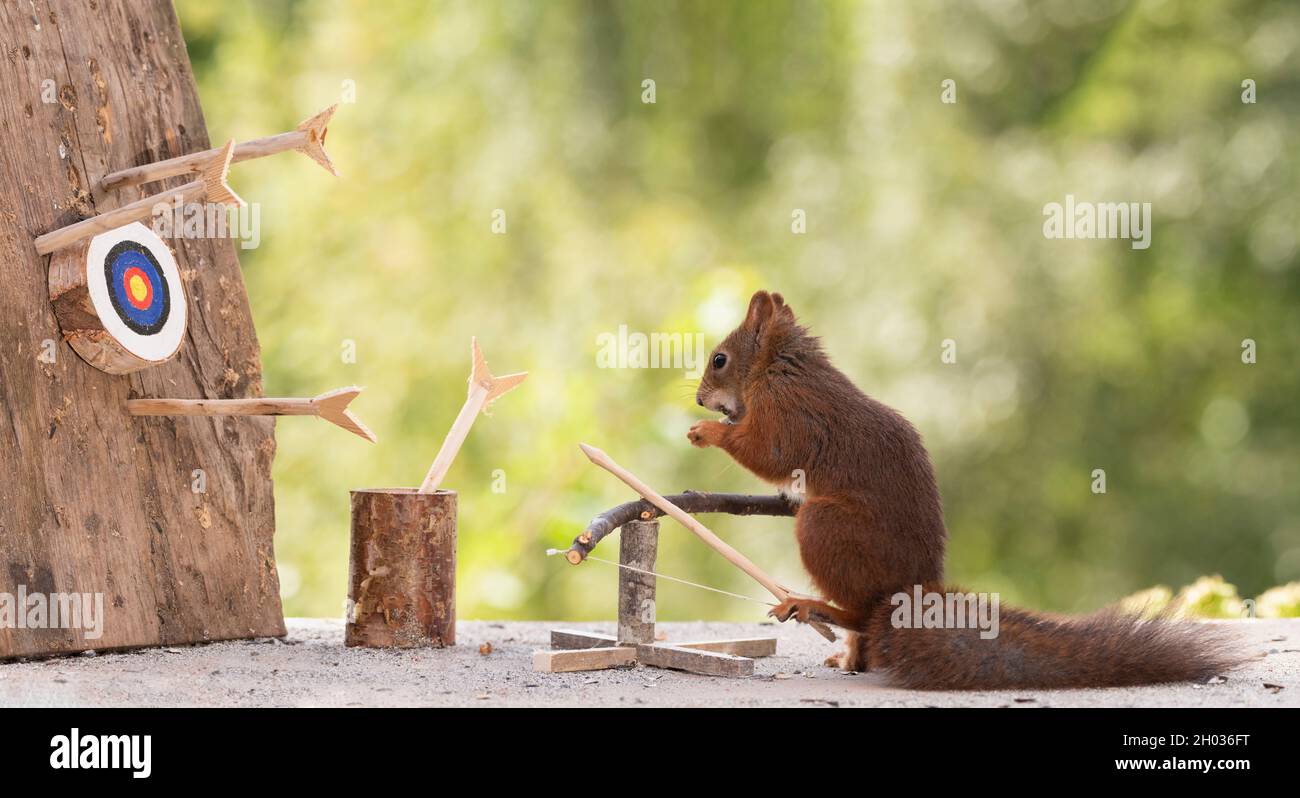 Red squirrel is holding a Arrow with a catapult Stock Photo