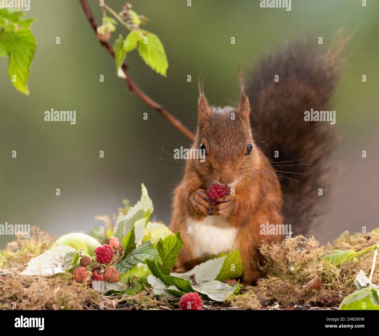 red squirrel is eating a raspberry Stock Photo Alamy