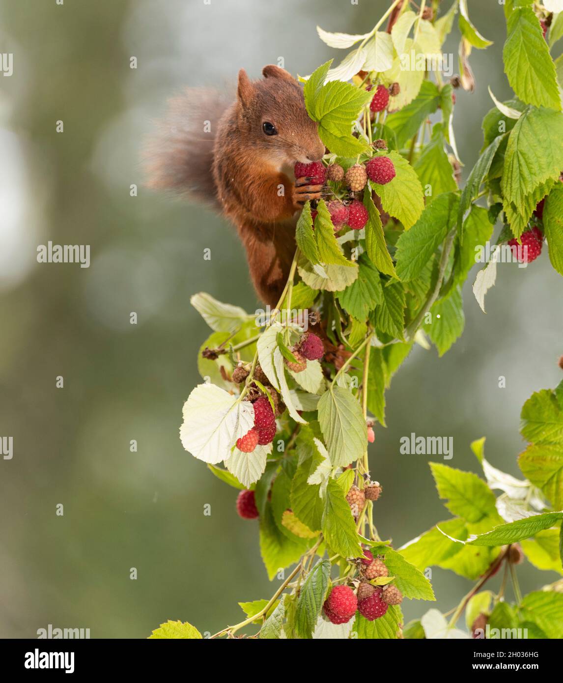 red squirrel is eating in raspberries branches Stock Photo Alamy
