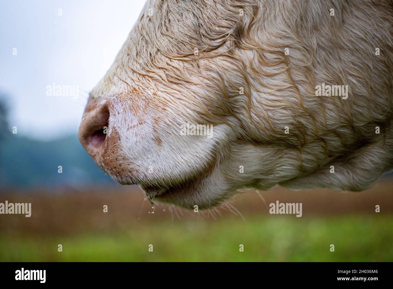 Charolais beef cattle. Cow head close-up of the snout Stock Photo - Alamy