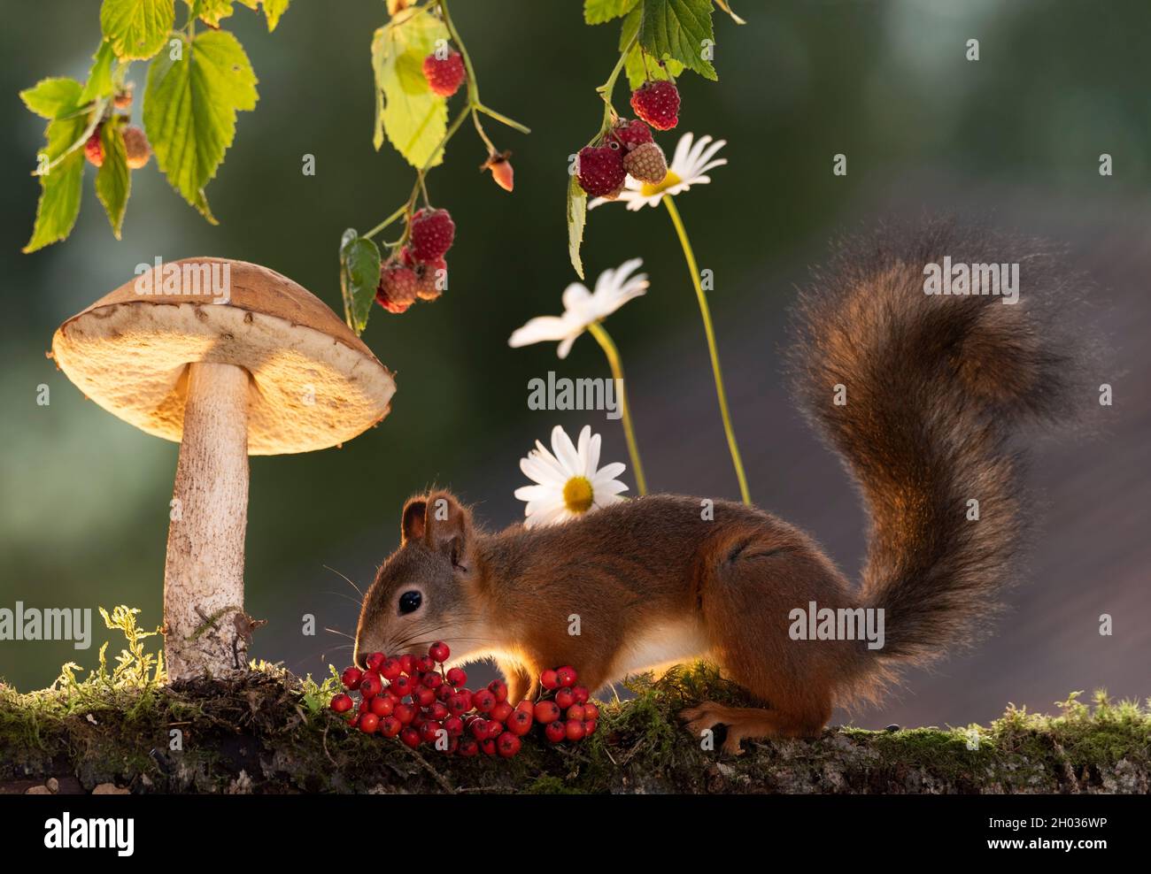 red squirrel is standing with a mushroom and raspberries Stock Photo Alamy