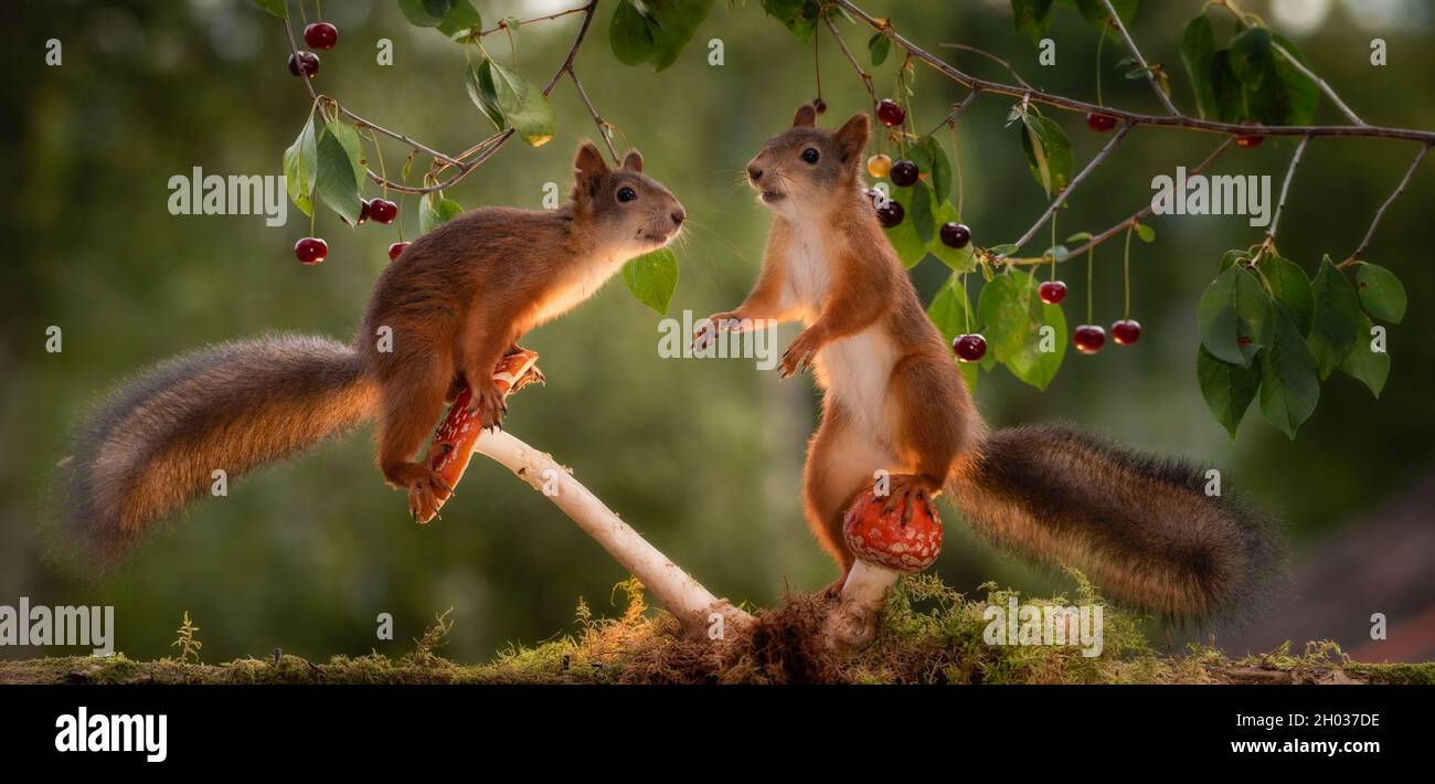 red squirrels are standing on mushrooms and cherries Stock Photo Alamy