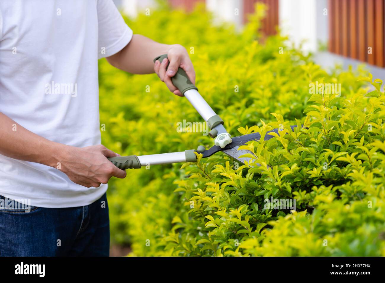 close up hand using big scissors cutting and trimming plant in garden