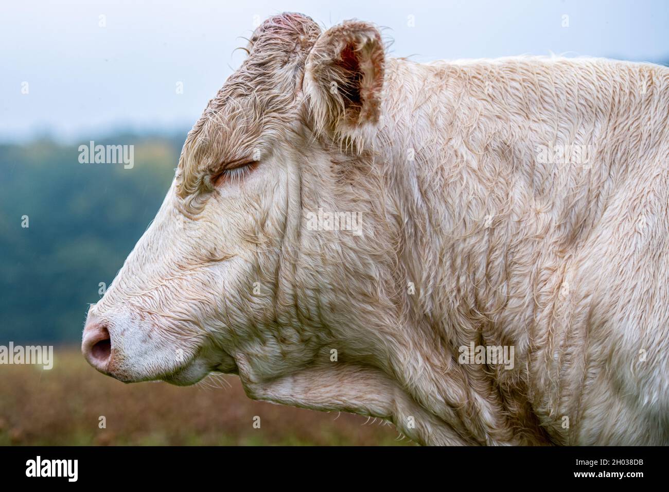 Bull head side view hi-res stock photography and images - Alamy