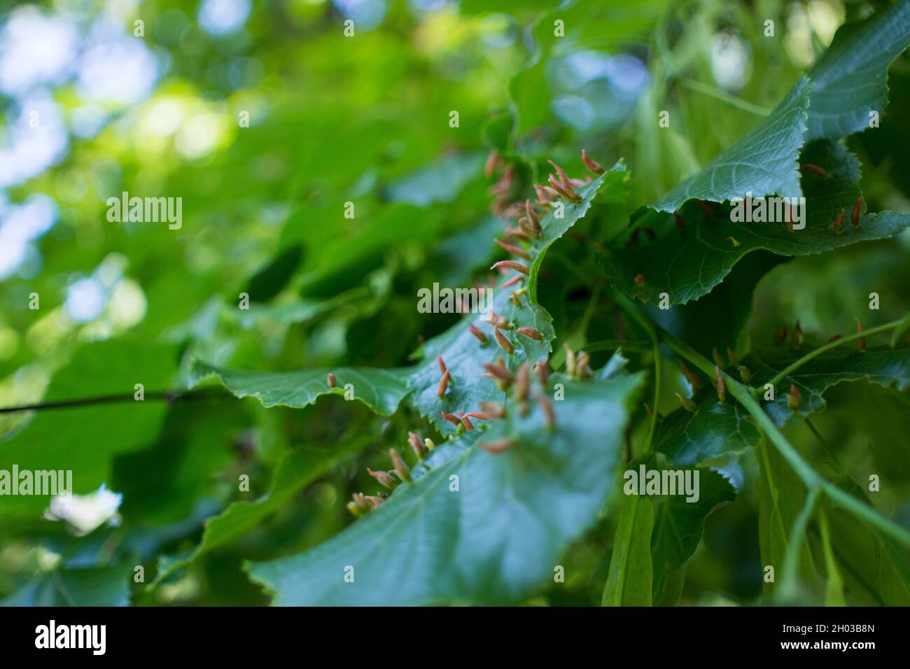 Lime leaves affected Linden gall mite Eriophyes tiliae. High quality photo Stock Photo