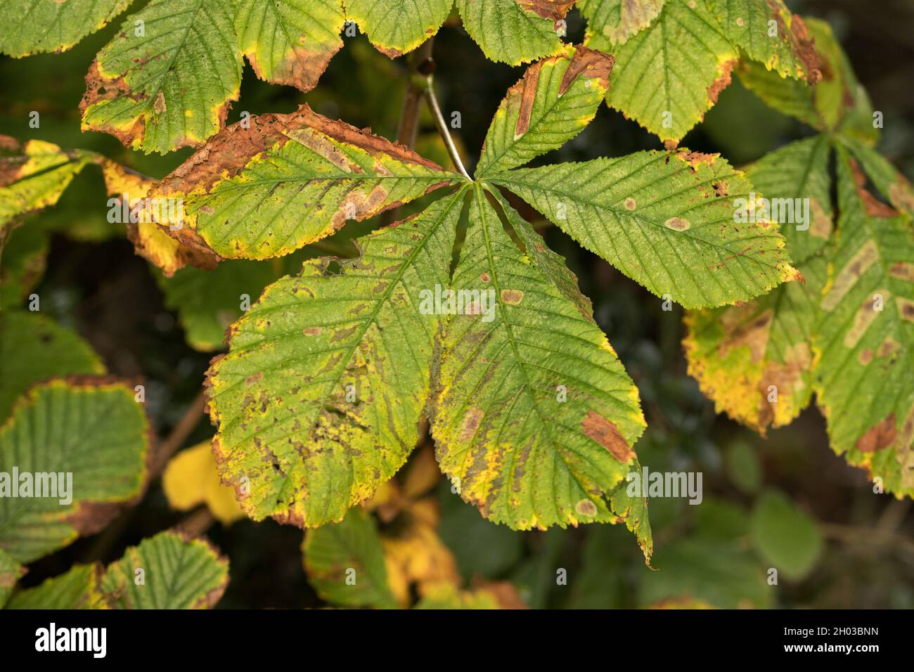 Leaf Blotch fungus was introduced from North America a century ago. The fungal infection starts the tree foliage to yellow early in autumn. This makes Stock Photo