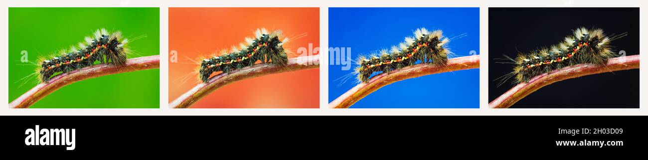 Set of four grass moth, acronicta rumicis larvae, caterpillar climbing on stem from side with different background. Macro animal Stock Photo